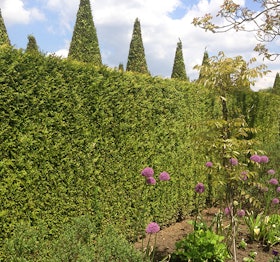 thuja_hack thuja_hack