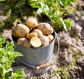 potatis potatis