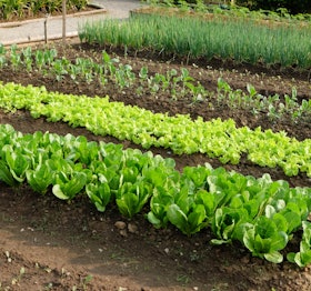 veggies veggies