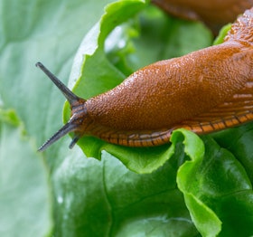 mordarsnigel mordarsnigel