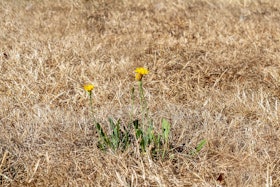 drought-3589606_1920 drought-3589606_1920