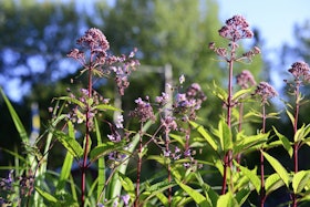 12877844-rosenflockel 12877844-rosenflockel