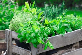 Fresh basil growing in crate Fresh basil growing in crate