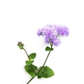 Blomsterfrø Blomsterfrø