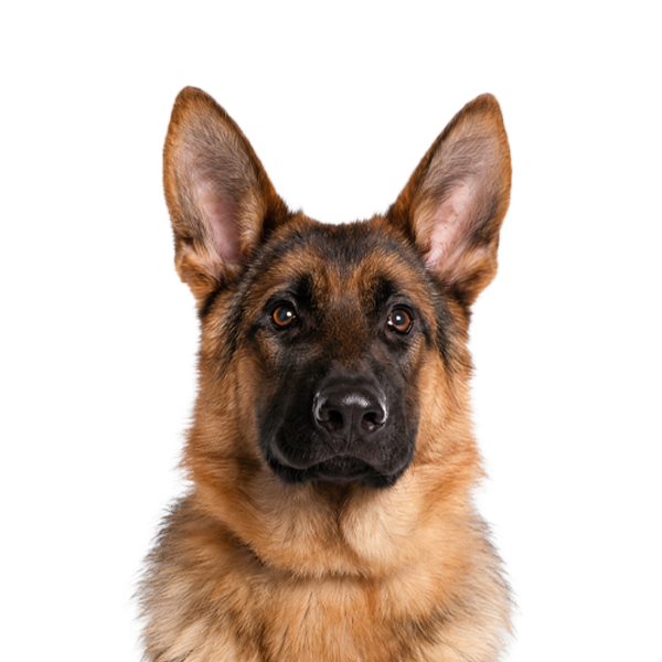 Hundsaker & Hundtillbehör