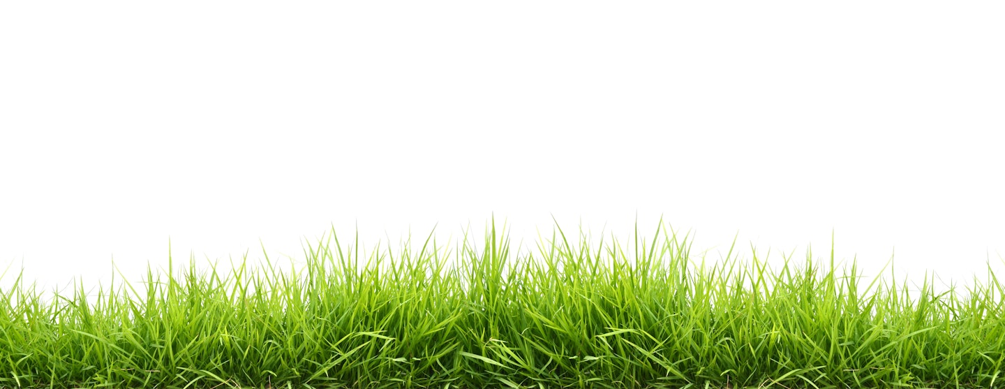 fresh spring green grass fresh spring green grass