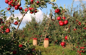 apples-1873078_1280 apples-1873078_1280