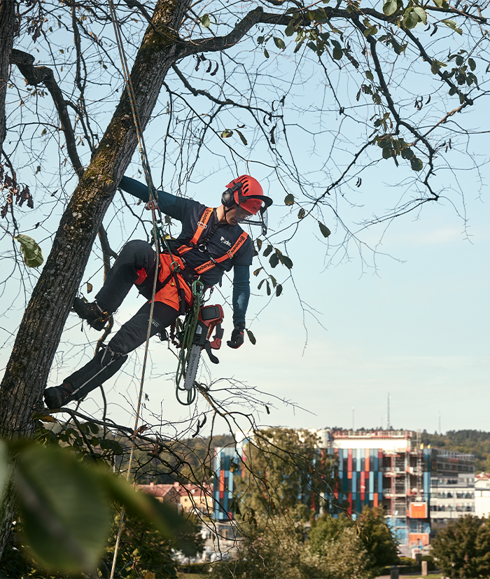 arborist 2 arborist 2