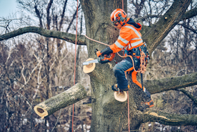 arborist magasin 3 arborist magasin 3
