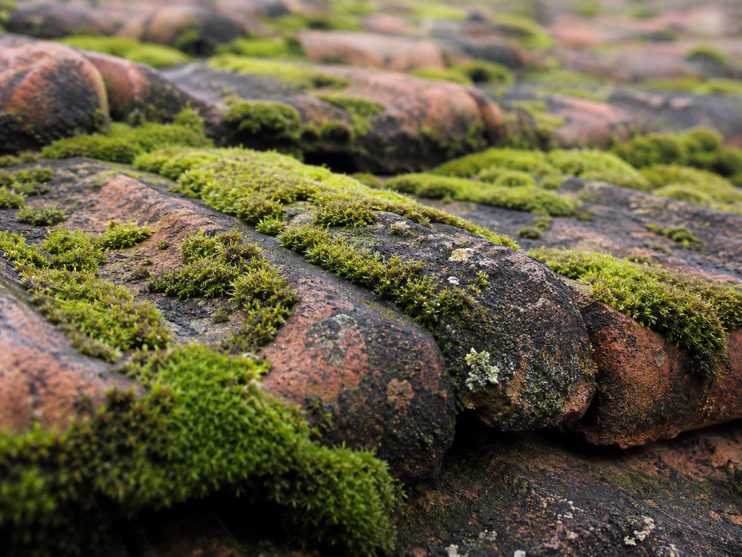 Moss-ai-roof