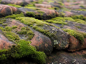 Moss-ai-roof Moss-ai-roof