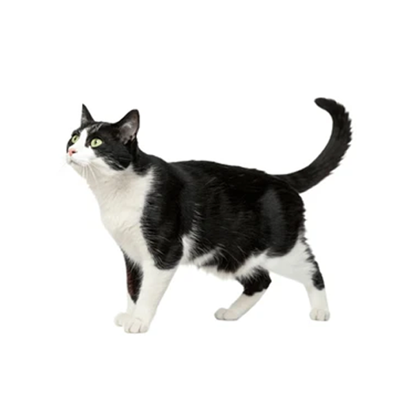 Kattmat & Tillbehör